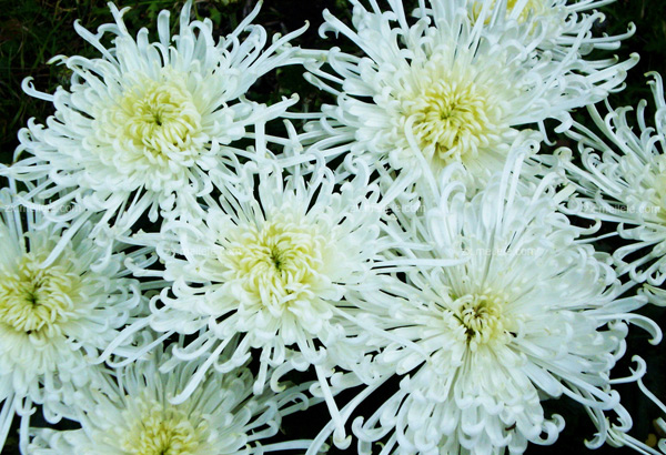 野菊花图片大全欣赏 白色野菊花的特点有哪些