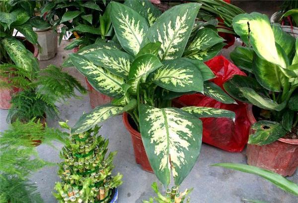 万年青开花好吗？万年青图片欣赏