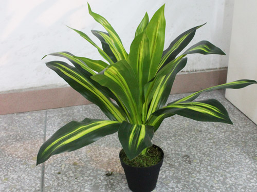 万年青开花好吗？万年青图片欣赏