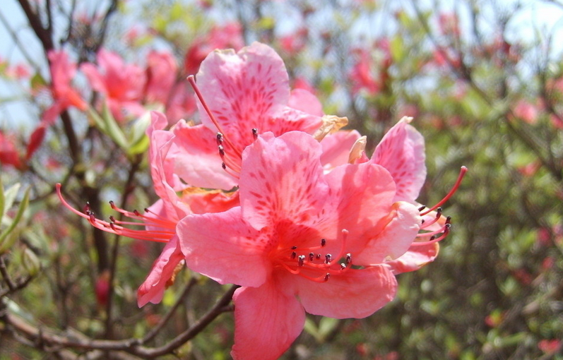 杜鹃花有哪些品种_杜鹃花图片_杜鹃花多少钱一株