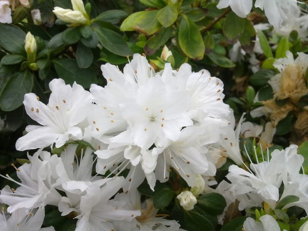 杜鹃花有哪些品种_杜鹃花图片_杜鹃花多少钱一株