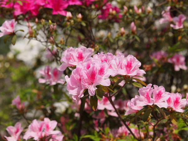 杜鹃花有哪些品种_杜鹃花图片_杜鹃花多少钱一株
