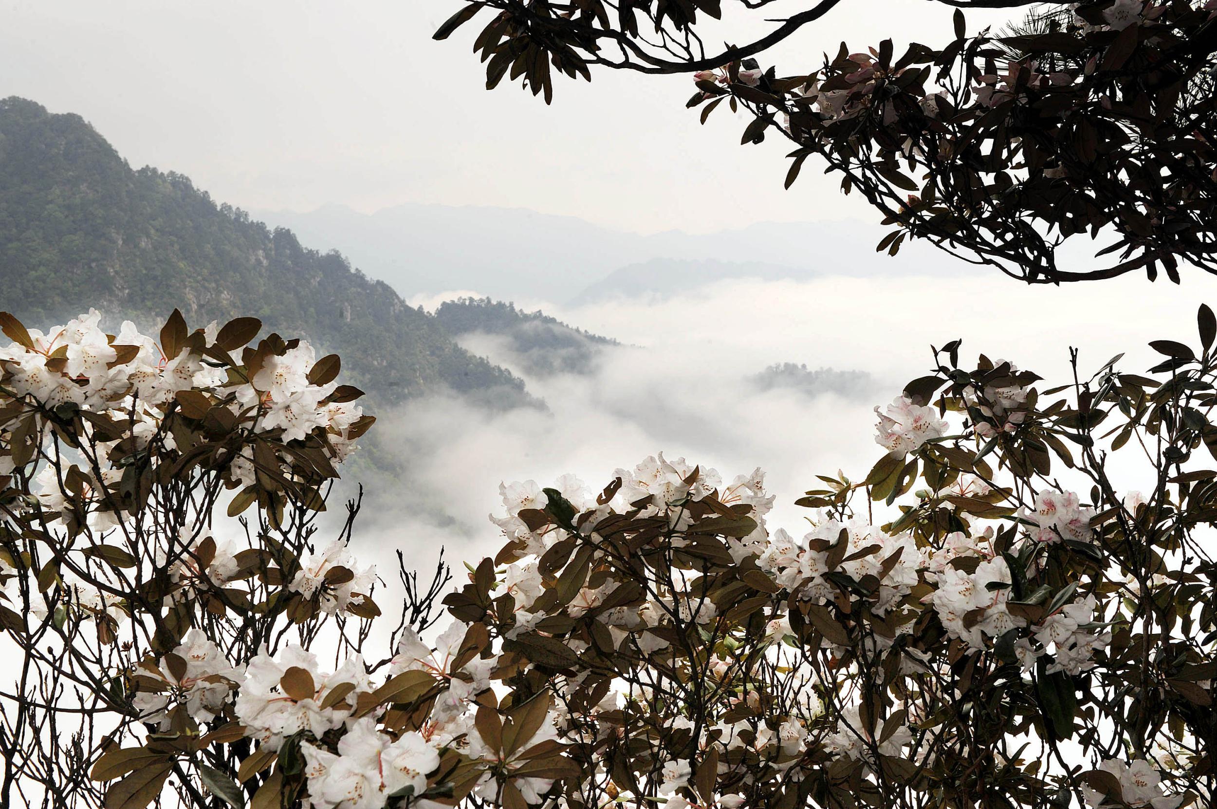 杜鹃花有哪些品种_杜鹃花图片_杜鹃花多少钱一株