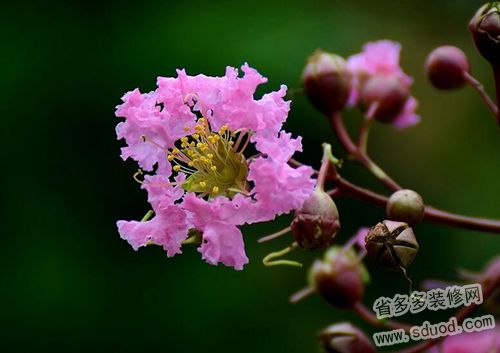 紫薇花好不好养  紫薇花图片