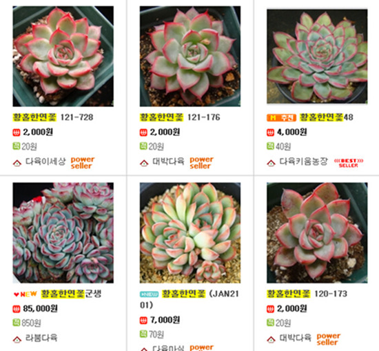 原始花月夜、厚叶花月叶、月光女神、猎户座