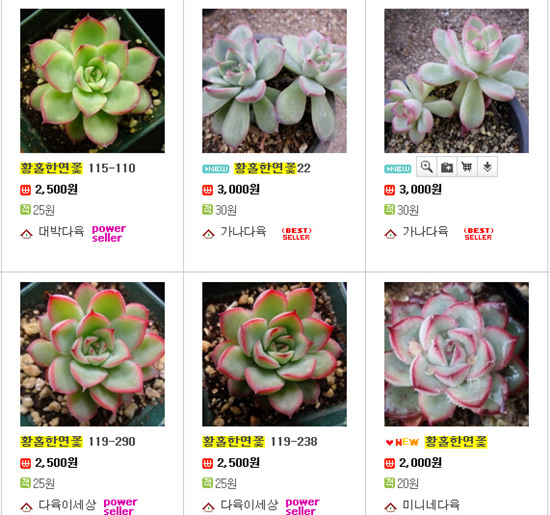 原始花月夜、厚叶花月叶、月光女神、猎户座