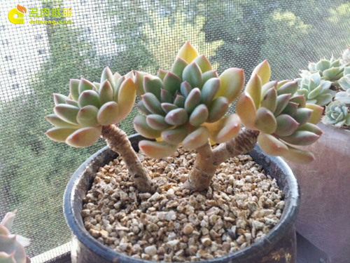 原始花月夜、厚叶花月叶、月光女神、猎户座