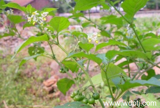 室内盆花图片及名称_小盆花批发价格
