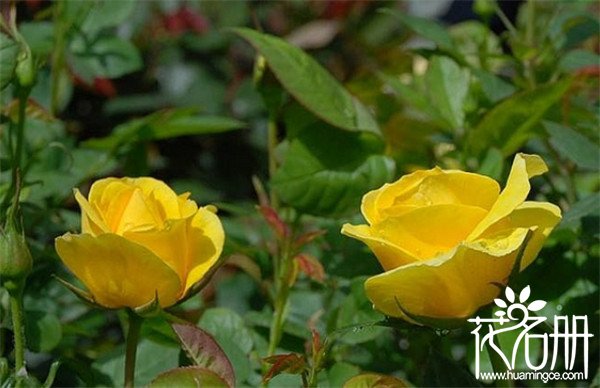 丰花月季品种有哪些 丰花月季品种及特征