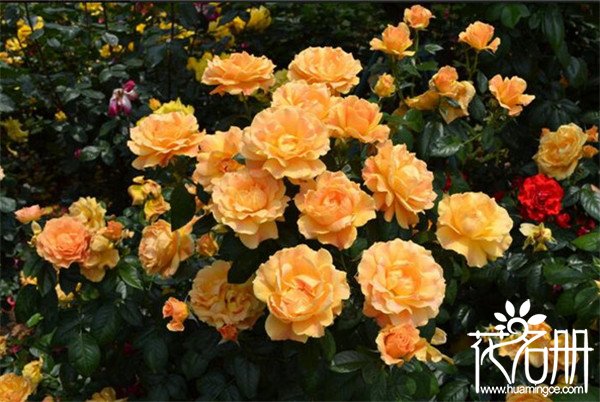 丰花月季品种有哪些 丰花月季品种及特征