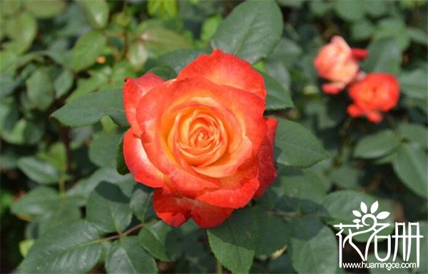 丰花月季品种有哪些 丰花月季品种及特征