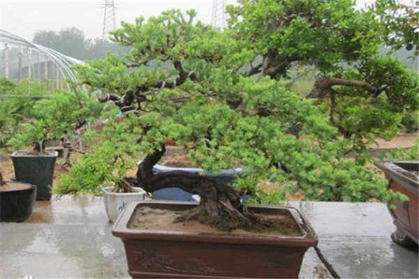 黑松盆景冬季放家怎么养护 需要注意什么