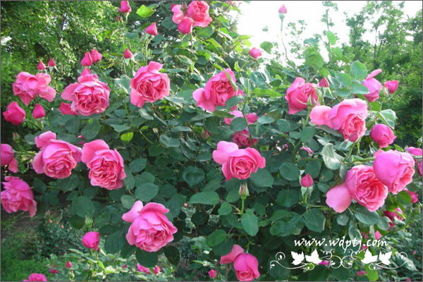 月季花的品种名称和图片大全