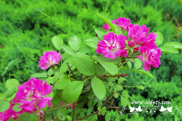 月季花的品种名称和图片大全