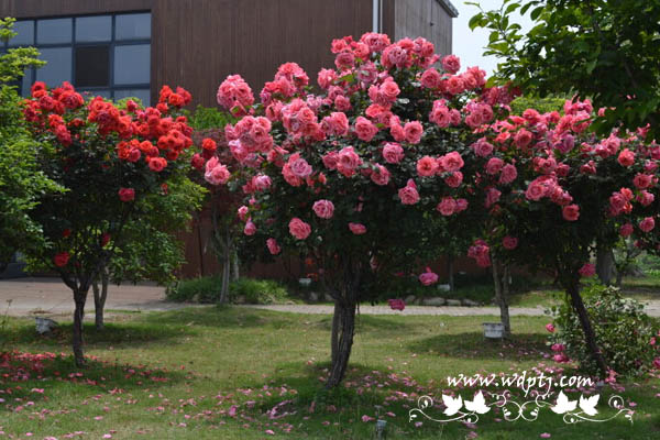 月季花的品种名称和图片大全