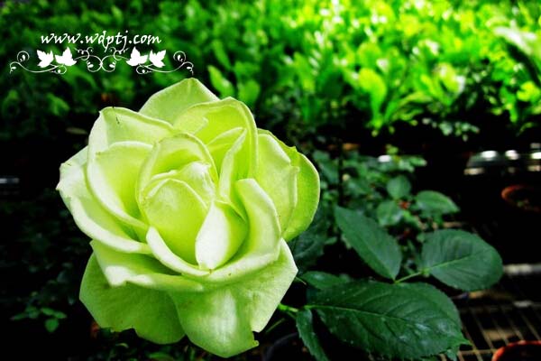 最美花卉图片大全