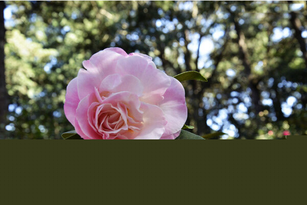 山茶花图片欣赏