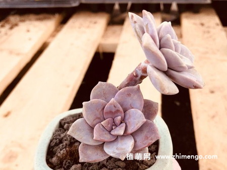 华丽风车多肉植物图片