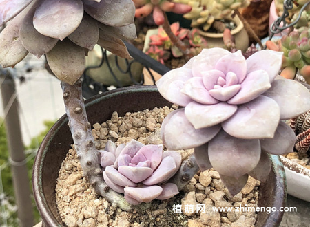 华丽风车多肉植物图片