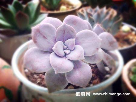 华丽风车多肉植物图片