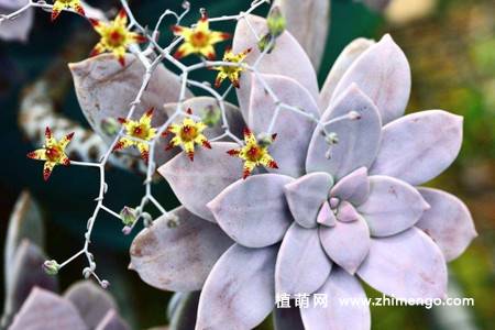 华丽风车多肉植物图片