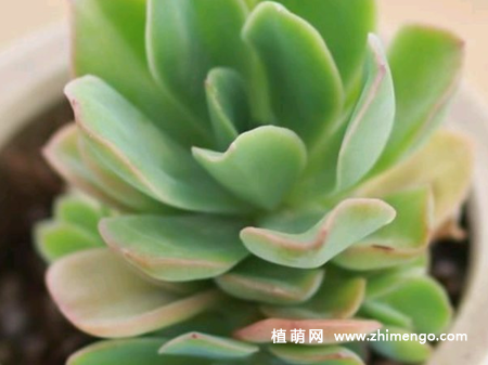 花之鹤多肉植物图片
