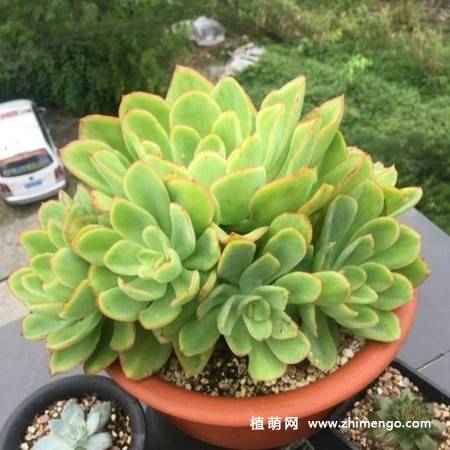 花之鹤多肉植物图片