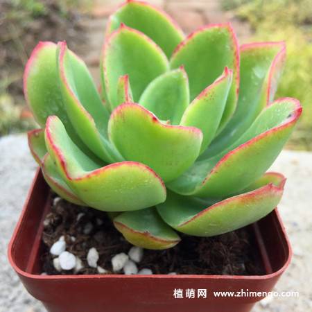 花之鹤多肉植物图片