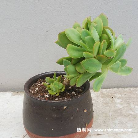 花之鹤多肉植物图片