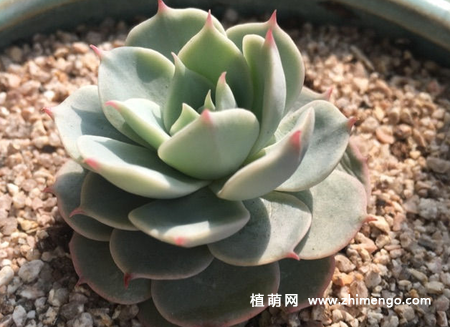 荷叶莲多肉植物图片