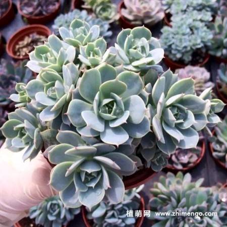 荷叶莲多肉植物图片