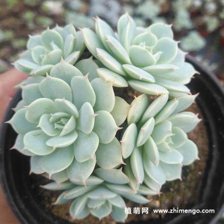 荷叶莲多肉植物图片