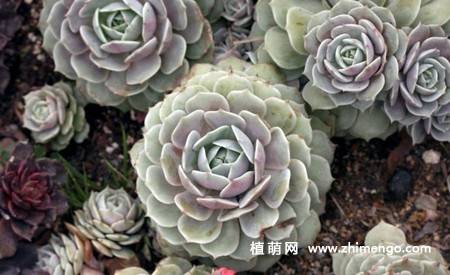 露娜莲多肉植物图片
