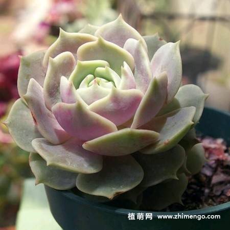 露娜莲多肉植物图片