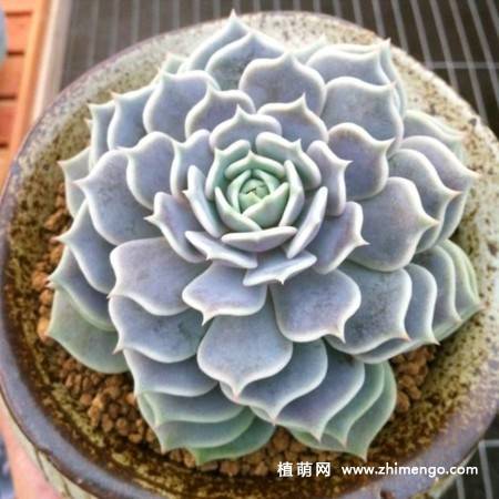 露娜莲多肉植物图片