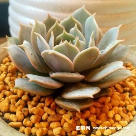 露娜莲多肉植物图片