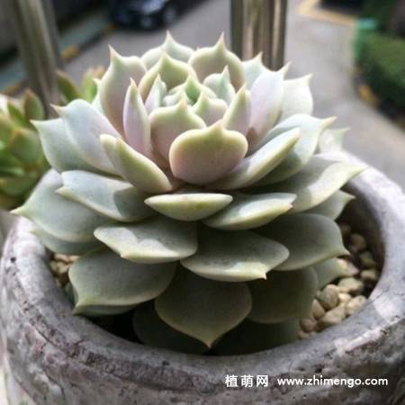 露娜莲多肉植物图片