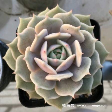 露娜莲多肉植物图片
