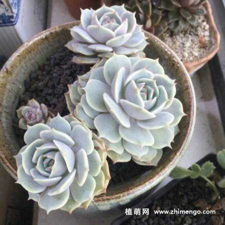 露娜莲多肉植物图片