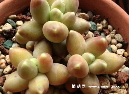 千代田之松多肉植物图片