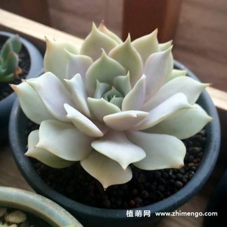 露娜莲多肉植物图片