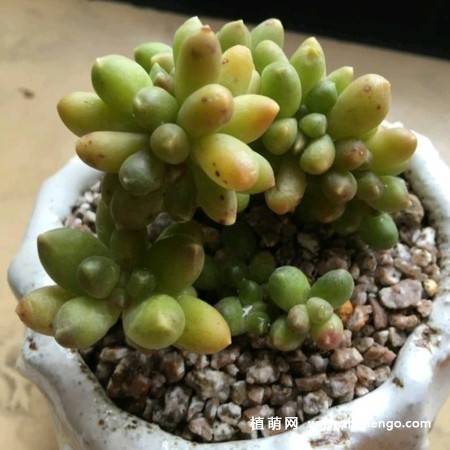 千代田之松多肉植物图片