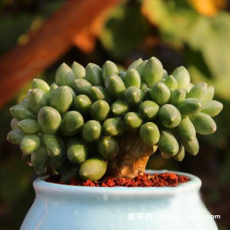 千代田之松多肉植物图片