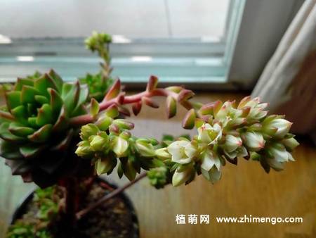 蒂亚多肉植物图片
