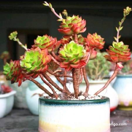蒂亚多肉植物图片