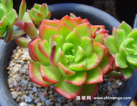蒂亚多肉植物图片