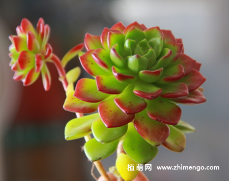 蒂亚多肉植物图片