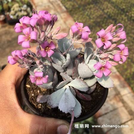 白银之舞多肉植物图片