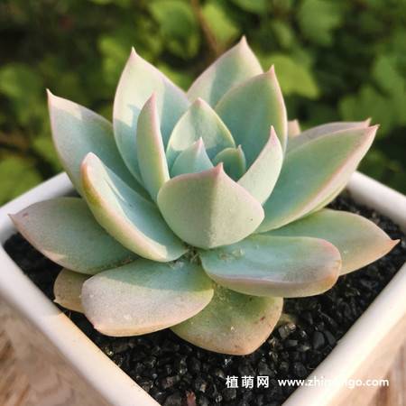 木樨甜心多肉图片