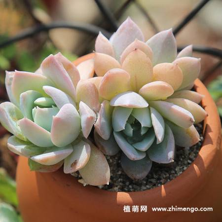 木樨甜心多肉图片